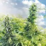 Cultivo de cannabis: ¿Habemus guerrilla? ¡Tú decides! Cultivo de cannabis: ¿Habemus guerrilla? ¡Tú decides!