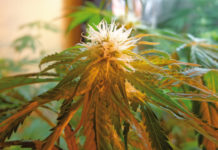 El riego en el autocultivo de cannabis Riego en el autocultivo de cannabis