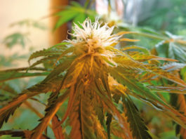 Riego en el autocultivo de cannabis