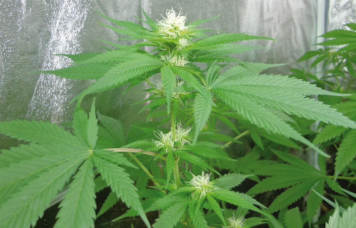 Planta en floración