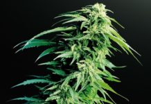 Cómo desaparecen las variedades autóctonas de cannabis: causas, riesgos y conservación