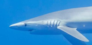 Encuentran tiburones contaminados con cocaína en aguas de Brasil