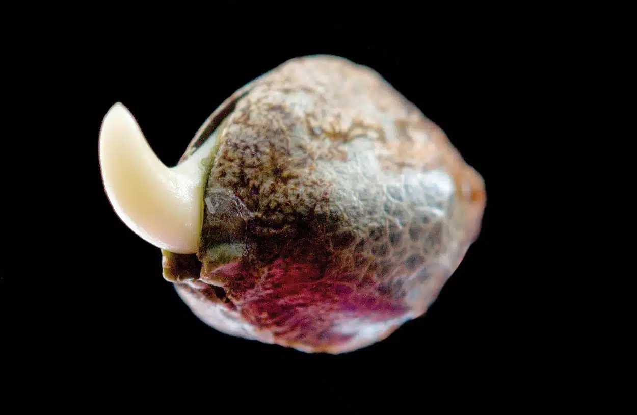 Técnicas efectivas para germinar semillas de cannabis