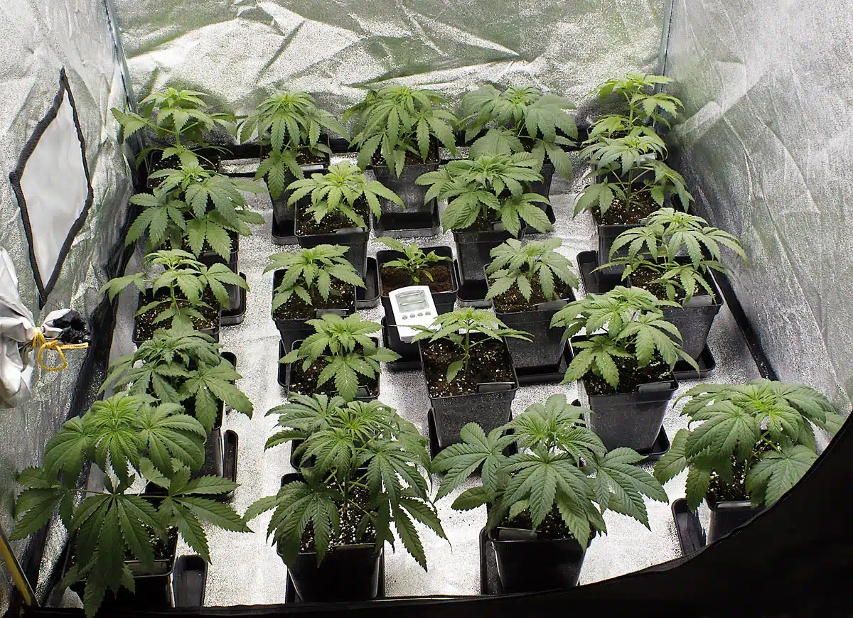 Crecimiento en indoor