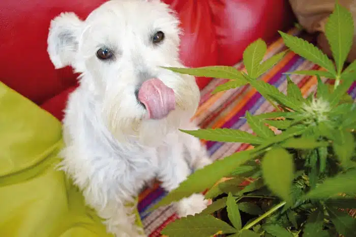 CBD para perros