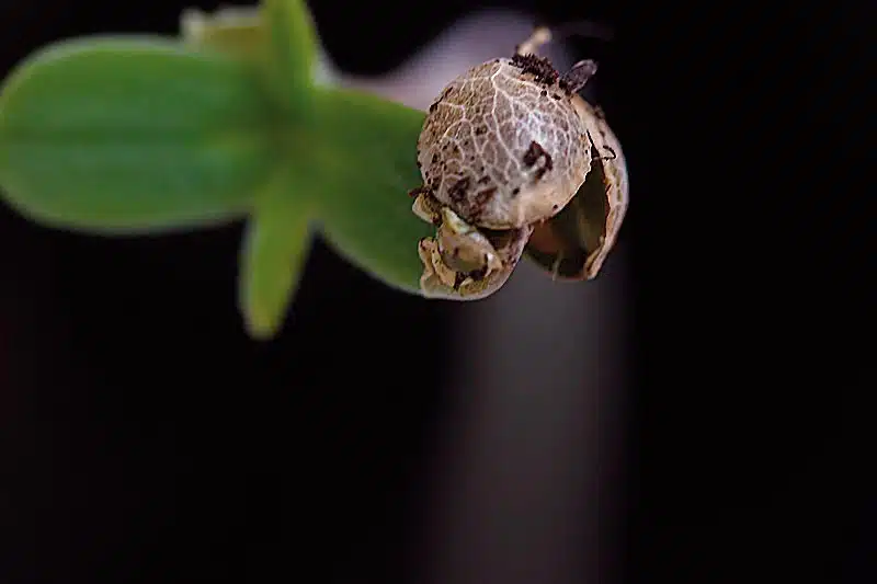 Semilla reci&eacute;n germinada