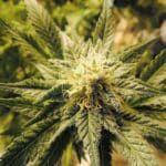 trucos para cultivar marihuana