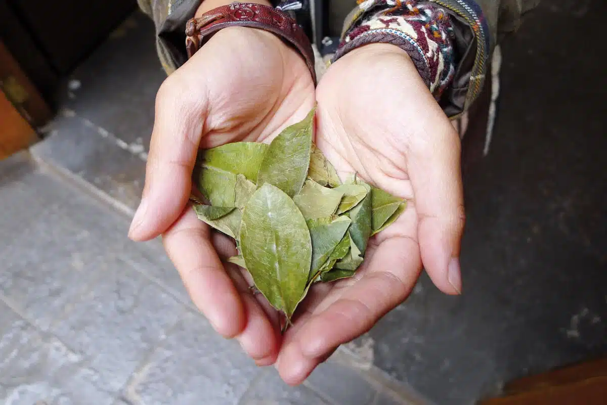 La coca: Una tradición andina