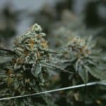 Cannabis grow