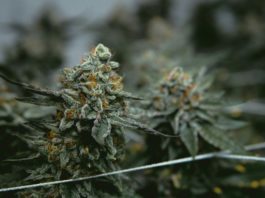 Cannabis grow