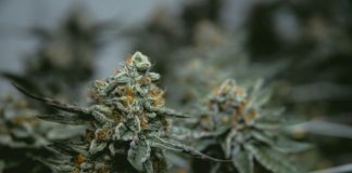 Cannabis medicinal en España