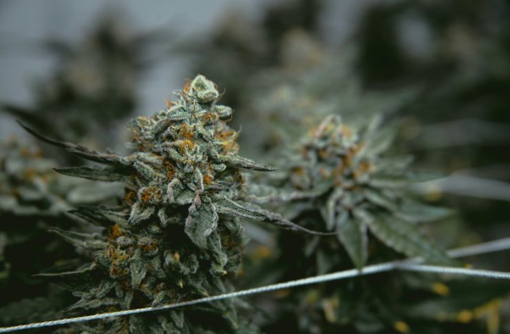 Cannabis grow