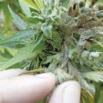 Cómo valorar la calidad de la marihuana