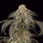 Cómo elegir la mejor genética para tu cultivo indoor Cómo elegir la mejor genética para tu cultivo indoor