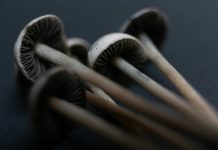 El alto coste de las terapias psicodélicas amenaza el futuro de los centros de sanación en Colorado magic mushroom medicine