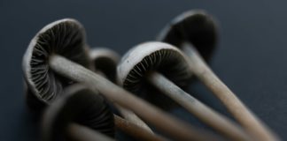 magic mushroom medicine
