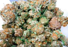 La venta de cannabis legal en Nueva York dispara la recaudación de impuestos Marijuana hemp flower buds in glass jar, medical marijuana at dispensary isolated
