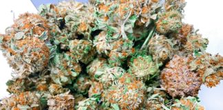 Marijuana hemp flower buds in glass jar, medical marijuana at dispensary isolated