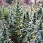 Legalización del cáñamo industrial en España