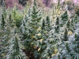 Legalización del cáñamo industrial en España