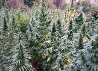 De planta prohibida a mercado millonario: la evolución del cannabis en Colombia Legalización del cáñamo industrial en España