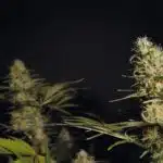 Cómo llevar a cabo una floración perfecta en tu cultivo de interior: guía práctica paso a paso Cómo llevar a cabo una floración perfecta en tu cultivo de interior: guía práctica paso a paso