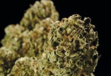 La colisión entre la industria del cannabis y el sistema bancario La colisión entre la industria del cannabis y el sistema bancario