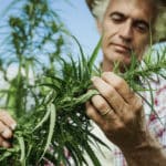 cultivo orgánico de cannabis