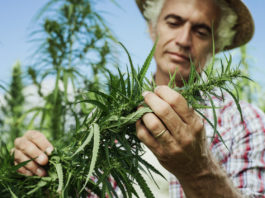 cultivo orgánico de cannabis