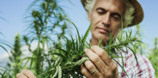 Cuatro razones para apostar por el cultivo orgánico de cannabis cultivo orgánico de cannabis