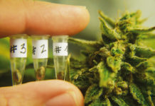 Setenta empresas y el magnate Abelló a la cabeza: quién se prepara para explotar el cannabis medicinal