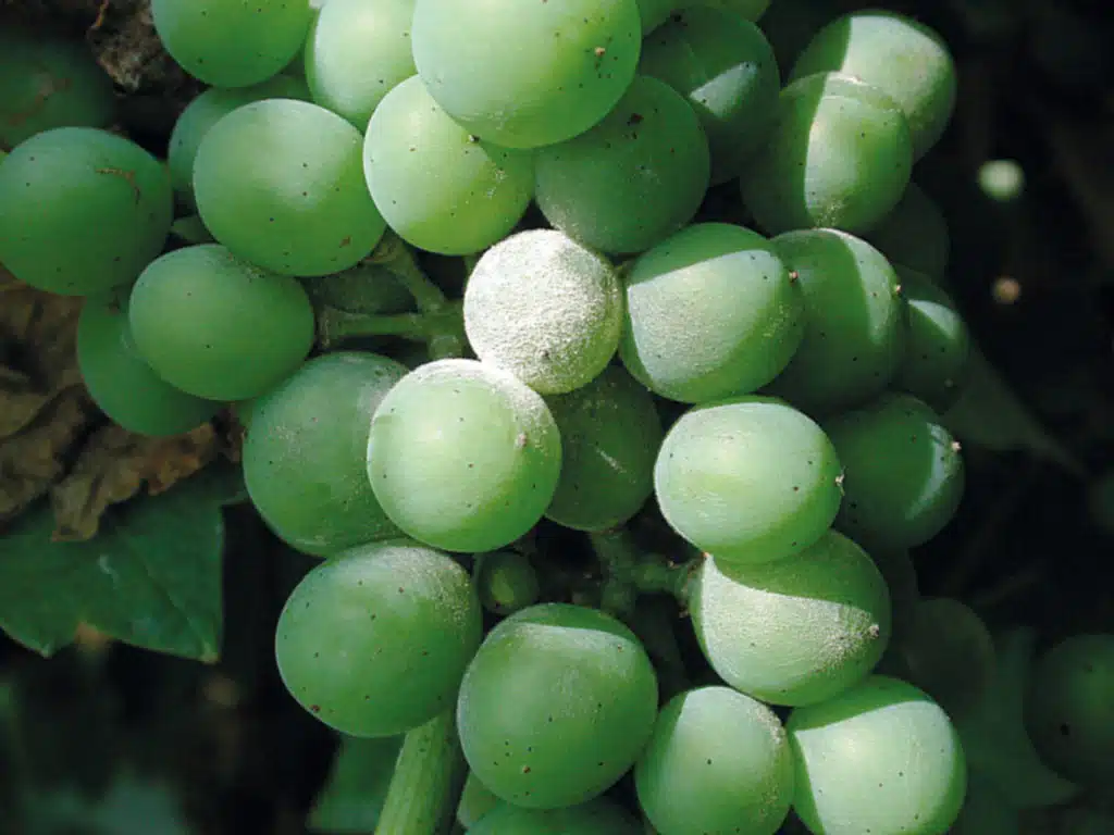 Erysiphaceae (Bauer Karl, Wikipedia)