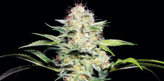 Tres formas prácticas de hacer más ecológico tu cultivo interior de cannabis