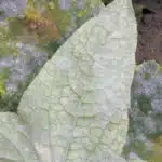Oídio: cómo identificar y prevenir el moho blanco en tus cultivos (II) Sphaerotheca fusca en planta de pepino (Rasbak, Wikipedia)