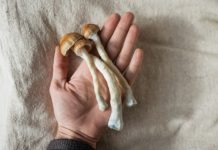 Los psicodélicos, ¿un viaje que llegó para quedarse? Esta es la terapia que desafía la ciencia Fresh Psilocybe Cubensis Magic Mushrooms in Hand – Psychedelic Therapy and Microdosing