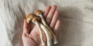 Fresh Psilocybe Cubensis Magic Mushrooms in Hand – Psychedelic Therapy and Microdosing
