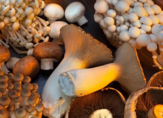 Hongos y setas: el regalo de la naturaleza que transforma tu cocina Mushrooms