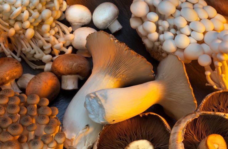Mushrooms