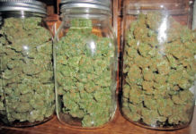 Cómo cosechar, secar y curar marihuana para obtener la mejor calidad Cómo cosechar, secar y curar marihuana para obtener la mejor calidad