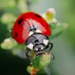 Mariquitas, depredadores en todos sus estadios Green grass with ladybug. Beautiful nature background with morning fresh grass and ladybug.