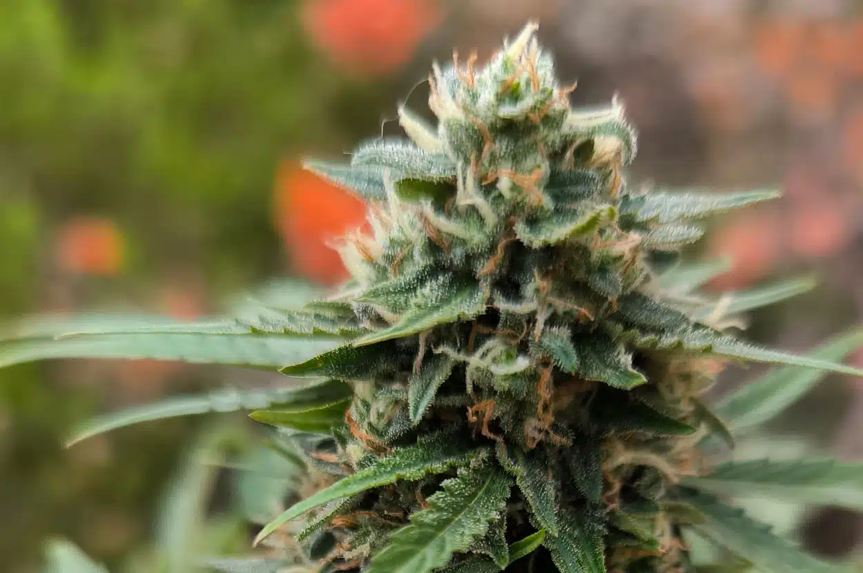 CBG, el cannabinoide que podría revolucionar la lucha contra el cáncer y el dolor