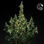Mimosa Auto: Una joya en la colección de Royal Queen Seeds Mimosa Auto: Una joya en la colección de Royal Queen Seeds