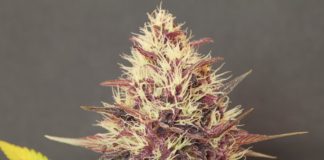 Cómo cultivar variedades autoflorecientes