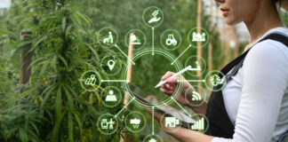 Agriculture technology farmer using tablet computer analysis data and visual icon. Business agricultural cannabis farm.