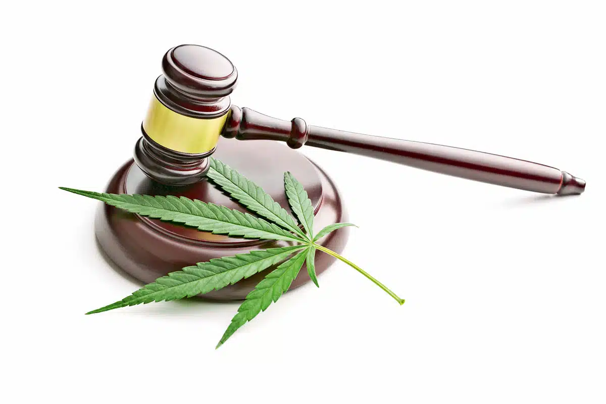 Absolución histórica para el autocultivo en España