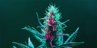 Ohio aprieta el tornillo al cannabis: cuando el poder corrige lo que votó la gente