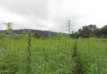 Legalización del cannabis en Paraguay: una oportunidad para el campo que no deberíamos dejar escapar