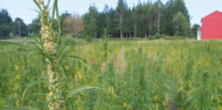 De las rosas al cannabis en Soria