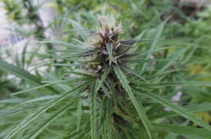 Francia acelera el cannabis medicinal con el primer decreto de precios y reembolso