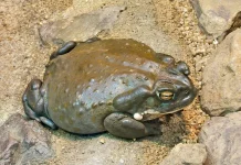 ¿Es legal el Bufo alvarius o Incilius alvarius? La verdad sobre la secreción del sapo y el 5-MeO-DMT